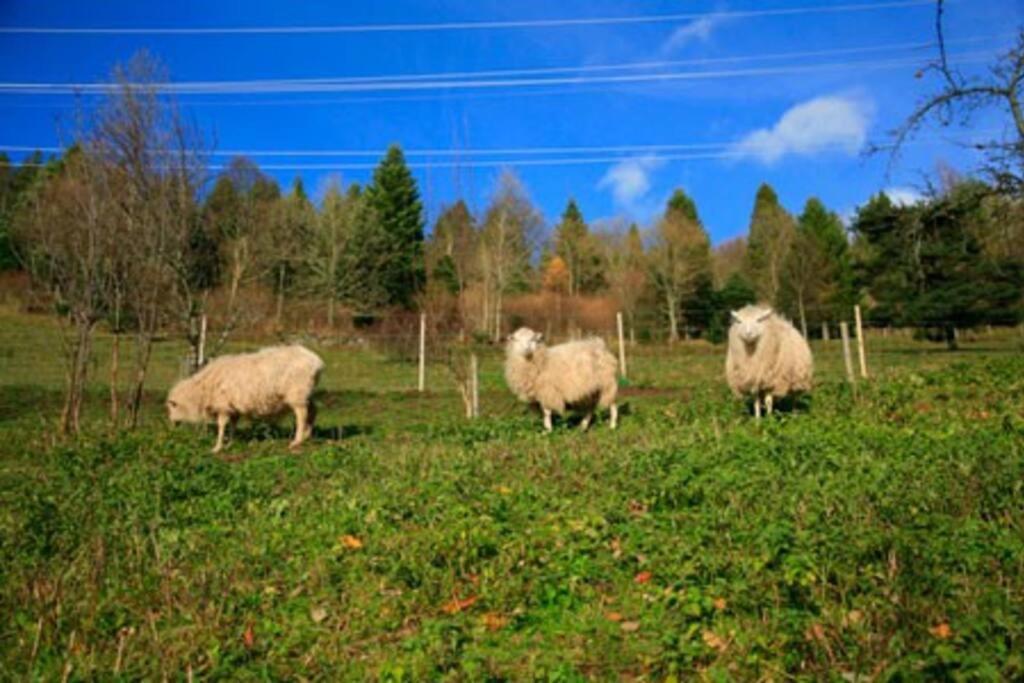 Appartement Dans Vielle Ferme Au Coeur Des Vosges Plainfaing Exteriör bild